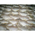 Frozen Skinned Fish (leather jacket) chilled IQF